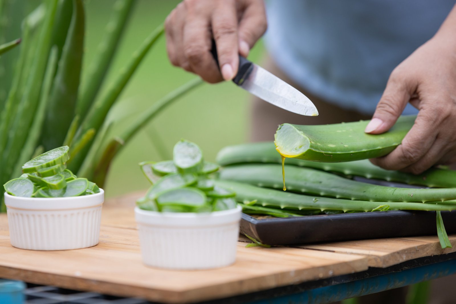 Fresh aloe vera (lidah buaya) leaves, known for their soothing and healing properties for the skin